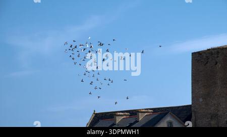 Eine Vogelschar fliegt anmutig über einem Dach vor einem klaren blauen Himmel und fängt einen Moment der natürlichen Freiheit in der urbanen Landschaft ein. Stockfoto