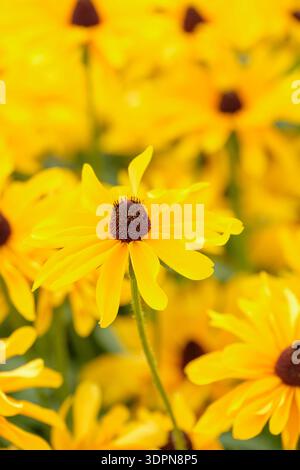 Rudbeckia hirta Marmelade, Susan Marmelade mit schwarzäugigen Augen, Gänseblümchen Blüten sind goldgelb mit zentralen, dunkelbraunen Kegeln Stockfoto