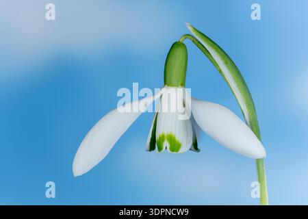 schneeglöckchen, Galanthus nivalis, eine Frühlingsblume, die in Norfolk, East Anglia, wächst. Vereinigtes Königreich Stockfoto