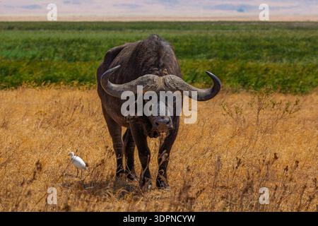 Ngorongoro-Krater, Tansania - 23. September 2025: Ein einsamer Kap-Büffel steht im trockenen Gras mit einem Rinderreiher in der Nähe. Stockfoto