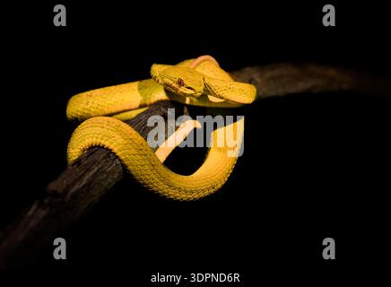 Gelbe Variante von Trimeresurus insularis, indonesische oder kleine Sunda Inseln Grubenviper, Sunda Weißlippen- oder Rotschwanz-Grubenviper, auch im Volksmund BL Stockfoto