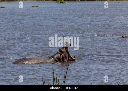 Ngorongoro-Krater, Tansania - 23. September 2025: Ein Nilpferd gähnt weit im Wasser und zeigt seine beeindruckenden Stoßzähne. Stockfoto