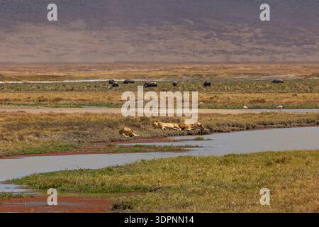Ngorongoro-Krater, Tansania - 23. September 2025: Löwen ruhen am Wasser, während Büffel weiden. Stockfoto