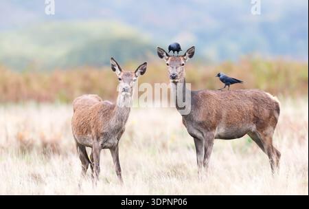 Nahaufnahme einer weiblichen Hirschhecke (Cervus elaphus) und ihres Kalbes, die auf einer Wiese wachsam stehen, während sich auf ihnen die Jackdaw-Vögel aufhalten, um Insekten zu fressen; Stockfoto