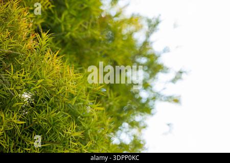 Flachs-leaved Paperbark ist ein Melaleuca Baumarten mit duftenden Blätter Stockfoto