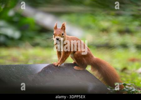 Ein rotes Eichhörnchen aus Eurasien, das eine Eichel im Mund hält, während er auf einem polierten Grabstein sitzt. Herbstszene auf einem friedlichen deutschen Friedhof. Der Naturzyklus Stockfoto