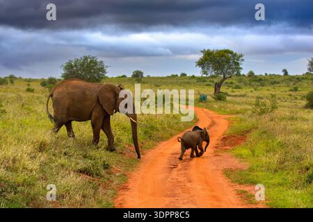 Zwei afrikanische Elefanten, darunter ein junges Kalb, laufen auf einer roten Schotterstraße in einer Savannenlandschaft unter dramatischen Sturmwolken. Stockfoto