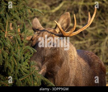 Männlicher Elch Mit Großen Geweihen Im Wald Stockfoto