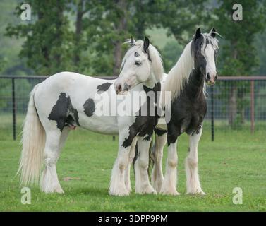 Zwei junge Gypsy Vanner Horse Hengste spielen zusammen auf dem Grasfeld Stockfoto