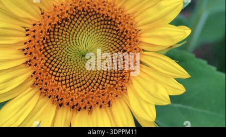 Makro einer gewöhnlichen Sonnenblume (Helianthus annuus), die das komplizierte Fibonacci-Spiralmuster der Zentralscheibe und der gelben Strahlenblätter zeigt. Stockfoto