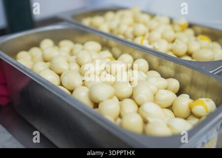 Viele gekochte Eier in Edelstahlbehältern auf einem Küchentisch, Schokoladenwachteleier, Osterproduktion, Haselstaller Hof, Gechingen, Deutschland Stockfoto