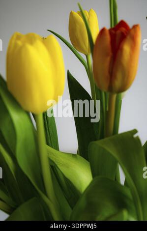 Drei Tulpen (Tulipa) in hellgelben und orangen Farben, umgeben von grünen Blättern, Jena, Thüringen, Deutschland Stockfoto