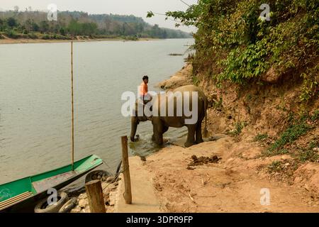 Elephant Village, Laos - 25. März 2020: Ein Mahout in einem orangen Hemd sitzt auf einem asiatischen Elefanten am Rand eines Flusses, mit einem grünen Holzboot, das in der Nähe ankert und bewaldete Hügel im Hintergrund. Stockfoto