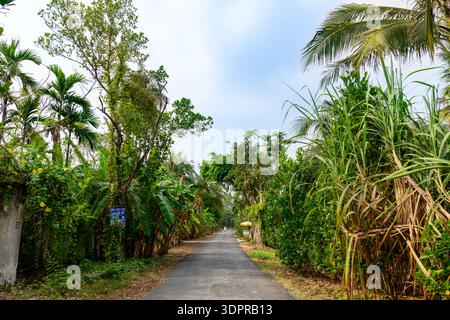 Ben Tre, Vietnam - 17. Januar 2020: Eine gerade asphaltierte Straße führt durch dichtes tropisches Grün mit Palmen, Bananenpflanzen und anderer Vegetation auf beiden Seiten unter teilweise bewölktem Himmel. Stockfoto