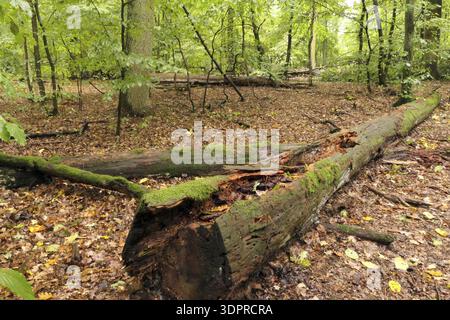 Alter Baumstamm im Herbstwald Stockfoto