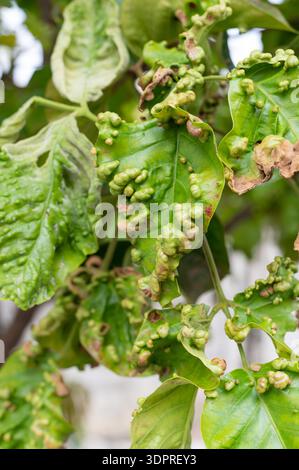 Nahaufnahme der Knötchen auf den grünen Blättern Stockfoto