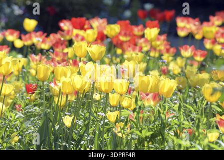 Gelbe und rote Tulpen Stockfoto