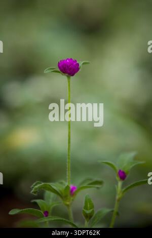 Gomphrena globosa (Globe Amaranth) - Nahaufnahme einer einzelnen violetten Globus Amaranth Blume auf einem hohen, schlanken Stiel Stockfoto