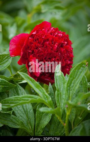 Paeonia hybrida „Red Charm“ (Hybrid-Pfingstrose) – Nahaufnahme einer tiefroten Doppelpfingstrose mit üppig grünem Laub Stockfoto
