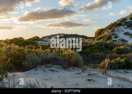 Abgewinkelter Blick aus der Vogelperspektive auf Sanddünen mit Sträuchern und Fahrzeugspuren bei warmem Sonnenuntergang. Sanfte Dünen und lange Schatten unter einem trüben Abendhimmel. Stockfoto