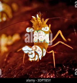 Makroaufnahme von bunten Mantis Shrimps mit lebendigen Mustern und großen Augen auf dem Meeresboden, detaillierte Unterwasserwelt aus nächster Nähe. Stockfoto