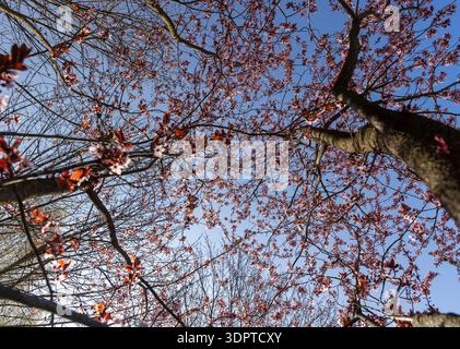 Kleine rosa Kirschblüten auf den Zweigen eines Baumes warme sonnige Frühlingssaison in einem Stadtpark, das erste Laub und neue schöne und duftende Kirsche Stockfoto
