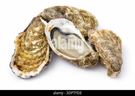 Frische Austern, geöffnet und geschlossen, isoliert auf weißem Hintergrund; rohe Meeresfrüchte Stockfoto