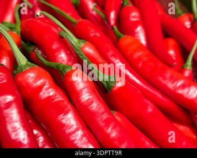Nahaufnahme von frischen roten Chilischoten mit grünen Stielen, die auf einem lebhaften Stapel angeordnet sind Stockfoto