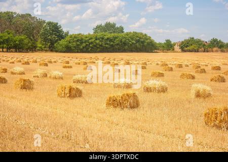 Ein goldenes Feld aus geerntetem Weizen mit runden Heuballen, die überall verstreut sind. Grüne Bäume säumen den Horizont unter einem blauen Himmel mit flauschigen Wolken. Stockfoto