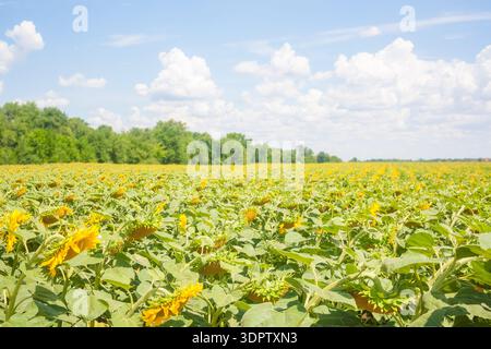 Ein riesiges Feld blühender Sonnenblumen unter einem hellblauen Himmel mit flauschigen weißen Wolken. Üppiges grünes Laub umgibt die leuchtend gelben Blüten. Stockfoto