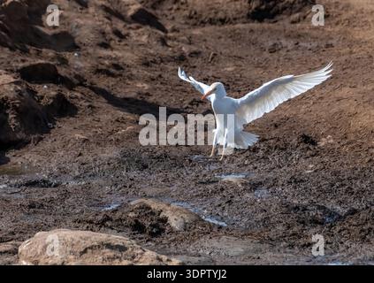 Rinderreiher (Bubulcus ibis) im Flug Stockfoto