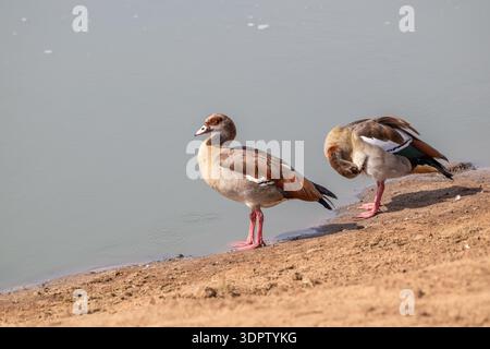 Ägyptische Gänse (Alopochen aegyptiaca), Paar Stockfoto