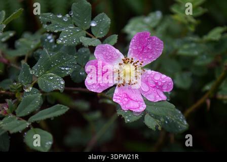 Eine Nahaufnahme eines rosa Hundes Rose Rosa canina. Es gibt Regentropfen auf den Blütenblättern und den umliegenden Blättern. Der natürliche Hintergrund bietet Platz für Textkopien Stockfoto