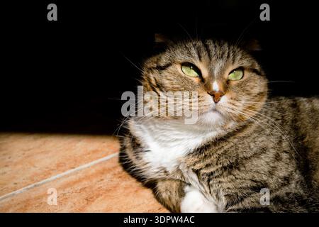 Eine Nahaufnahme einer Tabbykatze mit grünen Augen auf einem gefliesten Boden. Die Katze hat eine Mischung aus braunen und schwarzen Streifen mit einer weißen Brust. Stockfoto