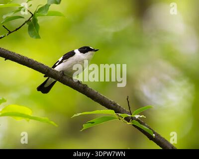 Kleiner weißer und schwarzer Vogel auf einem Baumzweig mit grünem lea Stockfoto
