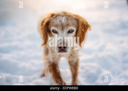 Brittany Spaniel steht im Schnee mit goldener Hinterleuchtung Stockfoto
