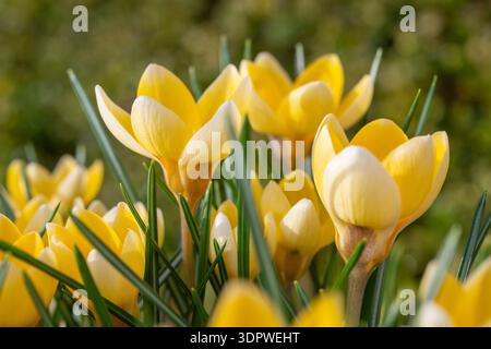 Crocus Chrysantha „Cream Beauty“ eine im späten Winter blühende Knolle mit nach oben zeigenden gelben Blüten. Stockfoto
