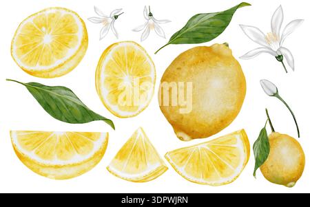 Großes Set mit Zitronenaquarell. Handgezeichnete tropische Sauerfrucht mit Blättern. Blumen und Stücke. Clip-Art aus saftiger gelber Limette. Zitrusfrüchte auf isoliertem Weiss Stockfoto