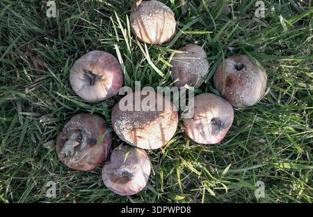 Verrottete, gefallene Äpfel mit Schimmel liegen draußen auf grünem Gras Stockfoto