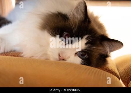 Ragdoll-Katze, die sich entspannt und mit auffälligen blauen Augen aussehend Stockfoto