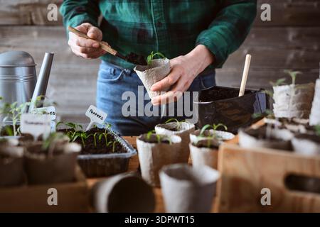 Männliche Hände Pflanzen Tomatensämling in Torftopf gefüllt mit Erde. Nachhaltiger Gartenbau und Gemüseanbau Stockfoto