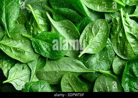 Vollbild-Nahaufnahme junger Spinatblätter mit Süßwassertropfen und satter natürlicher Farbe. Bio-Pflanzenmuster, Textur für frische Produkte und Konzept für ökologisches Essen Stockfoto