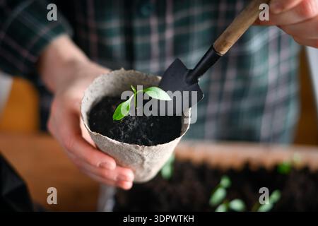 Weibliche Hände, die Pfefferkeimlinge in Torftopf mit Erde Pflanzen. Heimgärtnerei mit biologisch abbaubarem Behälter Stockfoto