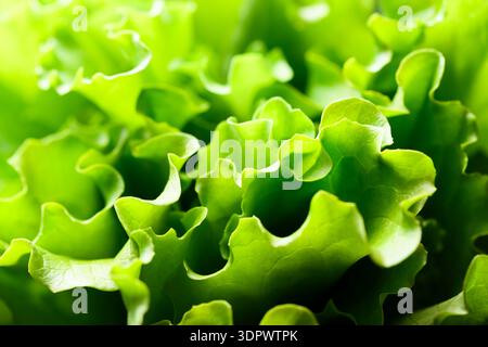 Lockiges Salatgemüse mit frischen Salatblättern aus nächster Perspektive. Lebendige Textur unterstützt gesunde Ernährung Hintergrund Stockfoto