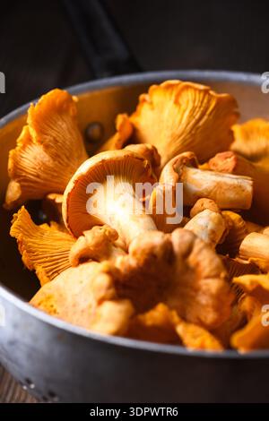 Nahaufnahme von Pfifferlingen in einem Metallsieb. Wilde Pilze, Bio-Produkte, rustikales Küchenkonzept Stockfoto