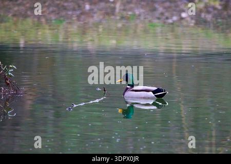 Wilde Enten auf einem Wasser, das den Fluss hinunter schwimmt Stockfoto