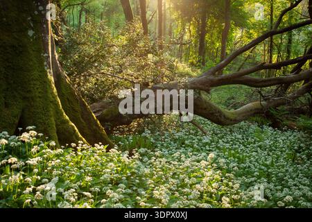 Teppich aus wildem Knoblauch unter einem umgestürzten Baum im sonnendurchfluteten Frühlingswald in Pembrokeshire, Wales. Stockfoto