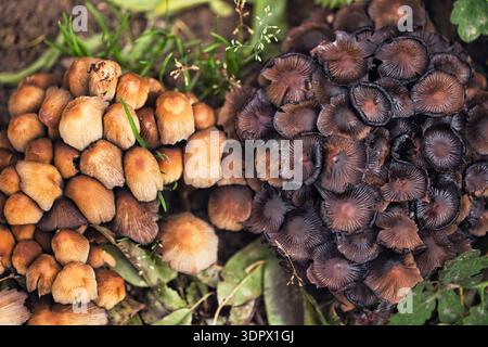 Ansammlung kleiner Wildpilze, die auf dem Waldboden zwischen gefallenen Blättern und grünem Gras wachsen. Stockfoto