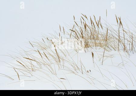 Schneebedeckte Küstensanddünen im Winter mit goldenen trockenen Gräsern, die durch den Frost ragen Stockfoto