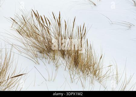 Schneebedeckte Küstensanddünen im Winter mit goldenen trockenen Gräsern, die durch den Frost ragen Stockfoto
